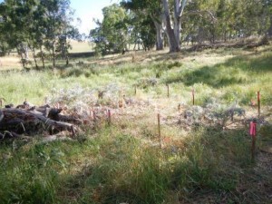 Artichoke thistle control - various plots