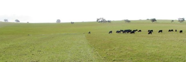 Pasture