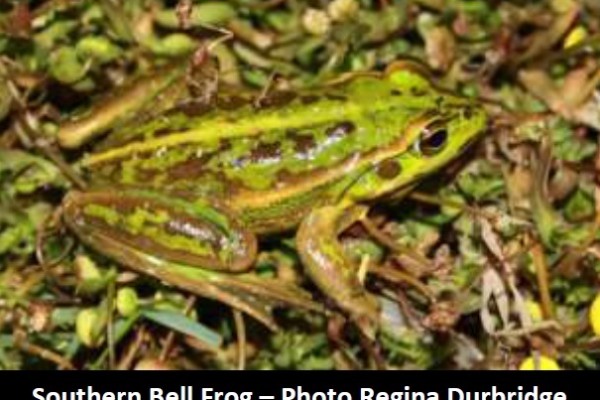 Southern Bell Frog