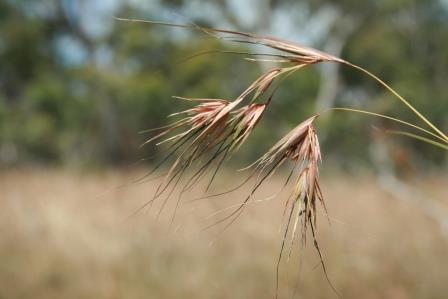 Kangroo Grass