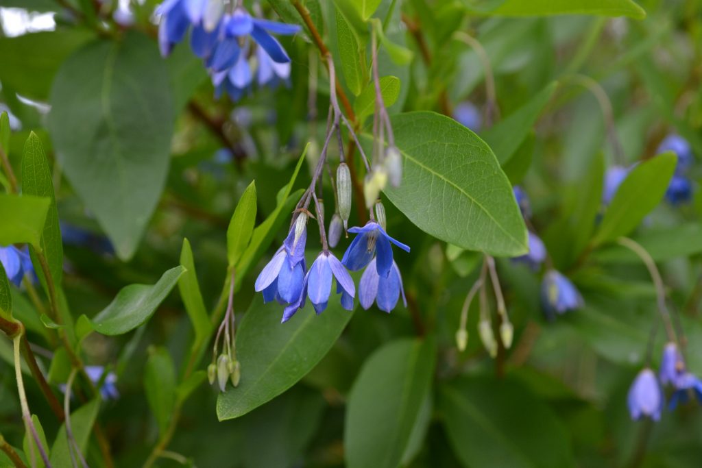 Look Out For Bluebell Creeper Invasive Weed Gwlap